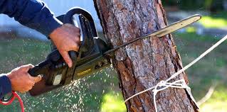 Best Tree Fertilization Services  in New Holland, PA