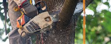 Best Tree Maintenance Programs  in New Holland, PA