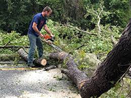 Best Tree Preservation Services  in New Holland, PA