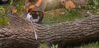 Best Storm Damage Tree Cleanup  in New Holland, PA