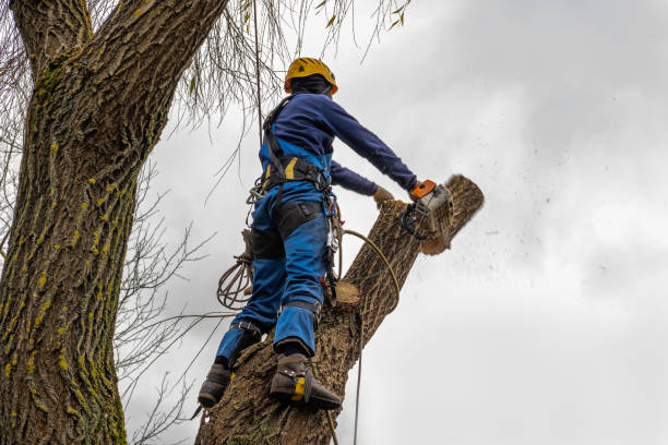 Best Firewood Processing and Delivery  in New Holland, PA