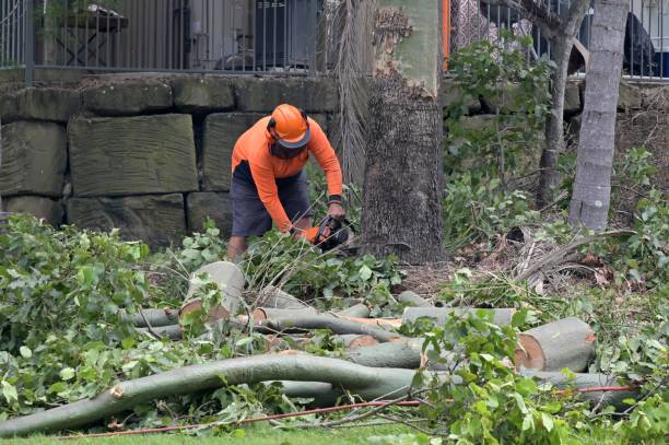 Best Leaf Removal Services  in New Holland, PA