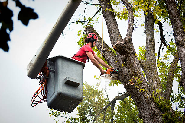 Trusted New Holland, PA  Tree Services Experts